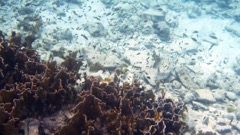Salt Flat Reef